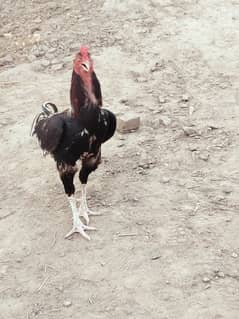 228اصیل