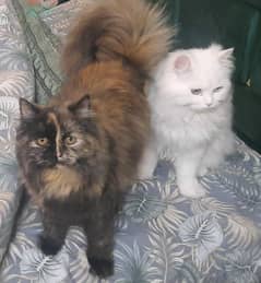 Persian Cat Pair Triple Coat