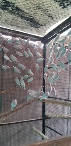 Silver Java Colony For Sale.