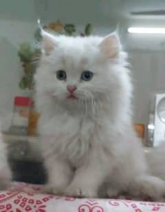 Persian