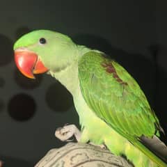 pahari