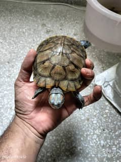 TURTLES Green and Grey RED Eared
