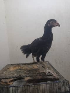 Aseel Chicks