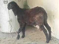 مندرہ چھترہ