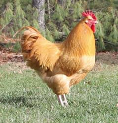 Golden Heavy Buff Pair Whatsp 03034864656