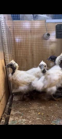 5 white silkie chicks available