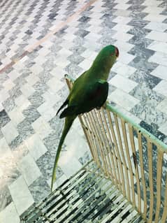 Raw parrot urgent sale