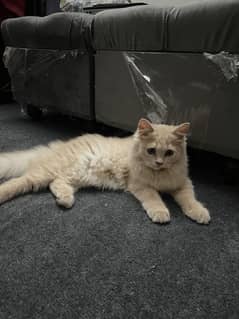 Triple coated Persian Cat