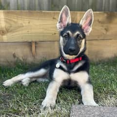 German shepherd puppies Double Coat Whatsapp 03010546336