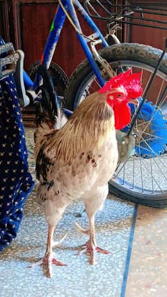 one coke and two hen