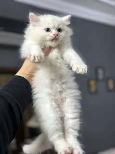 Persian kitten for urgent saleMy Whatsapp number 03436572597