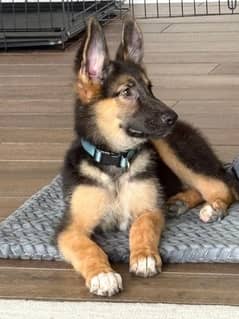 German shepherd puppies Double Coat Whatsapp 03010546336