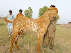 Makhi cheena bakra /  Bakriyan
