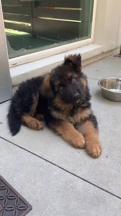 German shepherd puppies Double Coat Whatsapp 03221185228