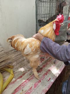 Aseel and Golden buff male