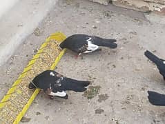 pigeon