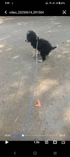 dog