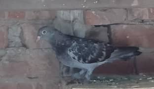 pigeon age 5 month
