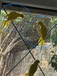 Yellow Parrot