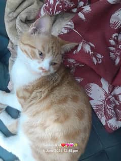 ginger cat