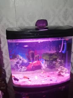 Fish