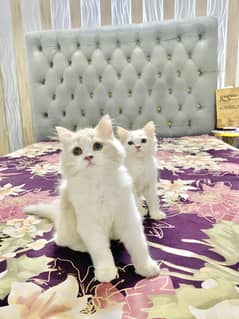 persian