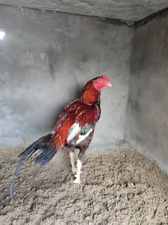 aseel Murga for sale