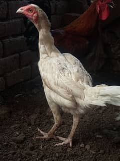 heera