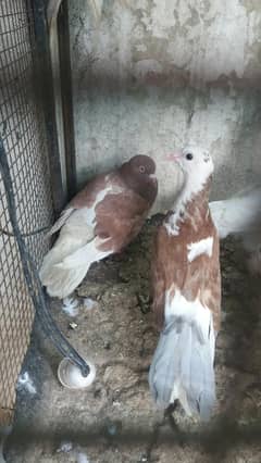 pigeons