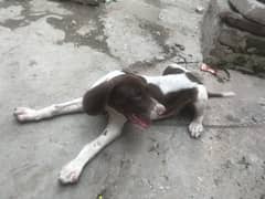 Palto kutta ,Fully wehshi kutta