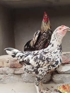 Desi aseel murga or Desi aseel Murgi or 5 chuza
