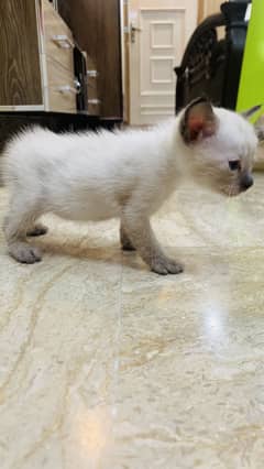 Butiful cat kids