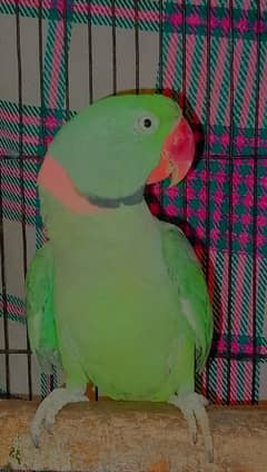 raw parrot for sale