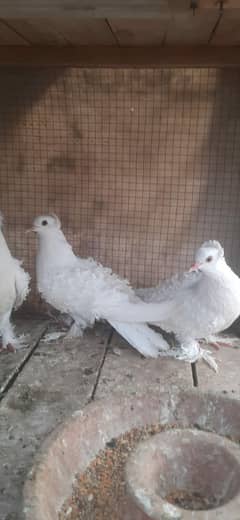 1pic 1800  (03187070750 )