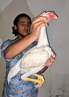 O Shamo