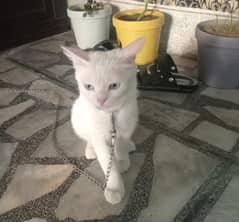 persion cat single code white colour