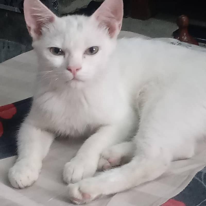 Himalayan Persian 1