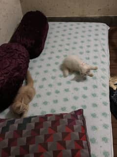 Persian male cat 4 months old in white colour