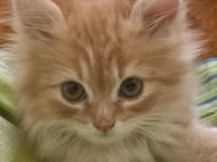 Persian