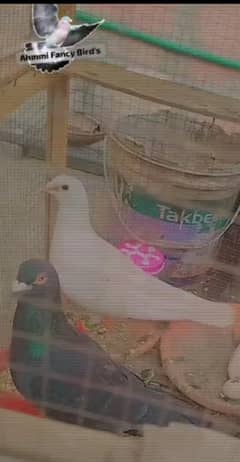 Kasad breeder pair with 2 chiks+ 2 eggs