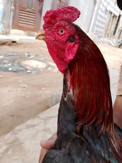 aseel