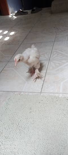 Golden buff havey pure breed chicks