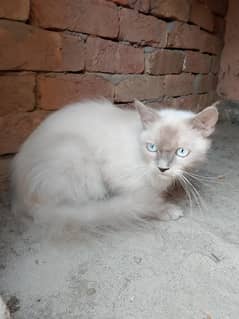 persian