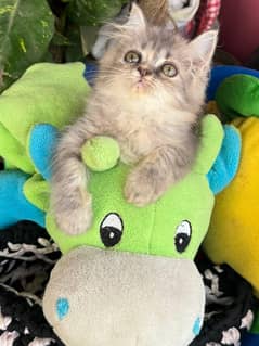 Persian female kittens available
