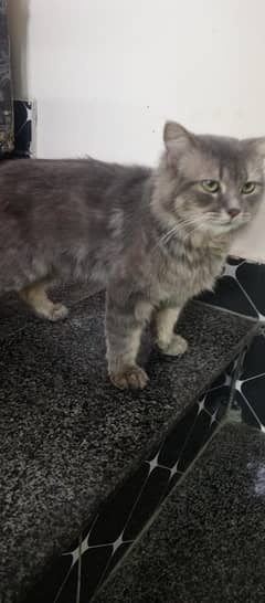 persian male cat