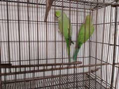 indian ringneck
