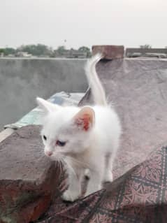 Perisan cat @ cat @ kitten @ golden @ Siamese @ perisan