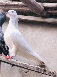 All