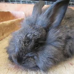 english angora breeder female