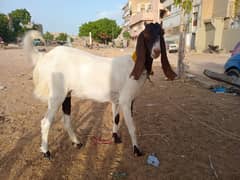 Bakri for sale
